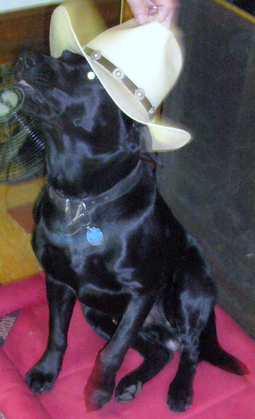 Boone loves Country Music !